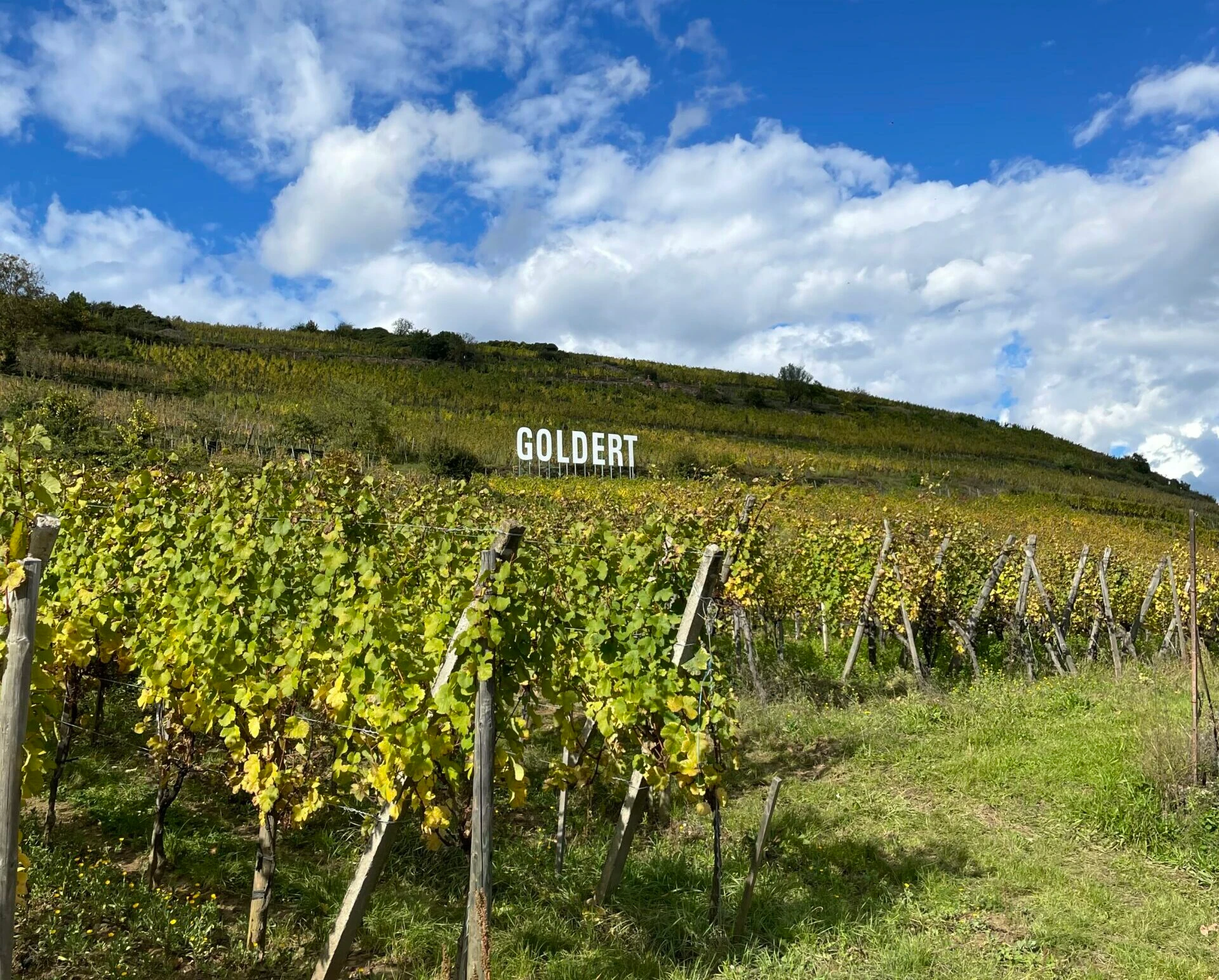 The slope of the Goldert Grand Cru.