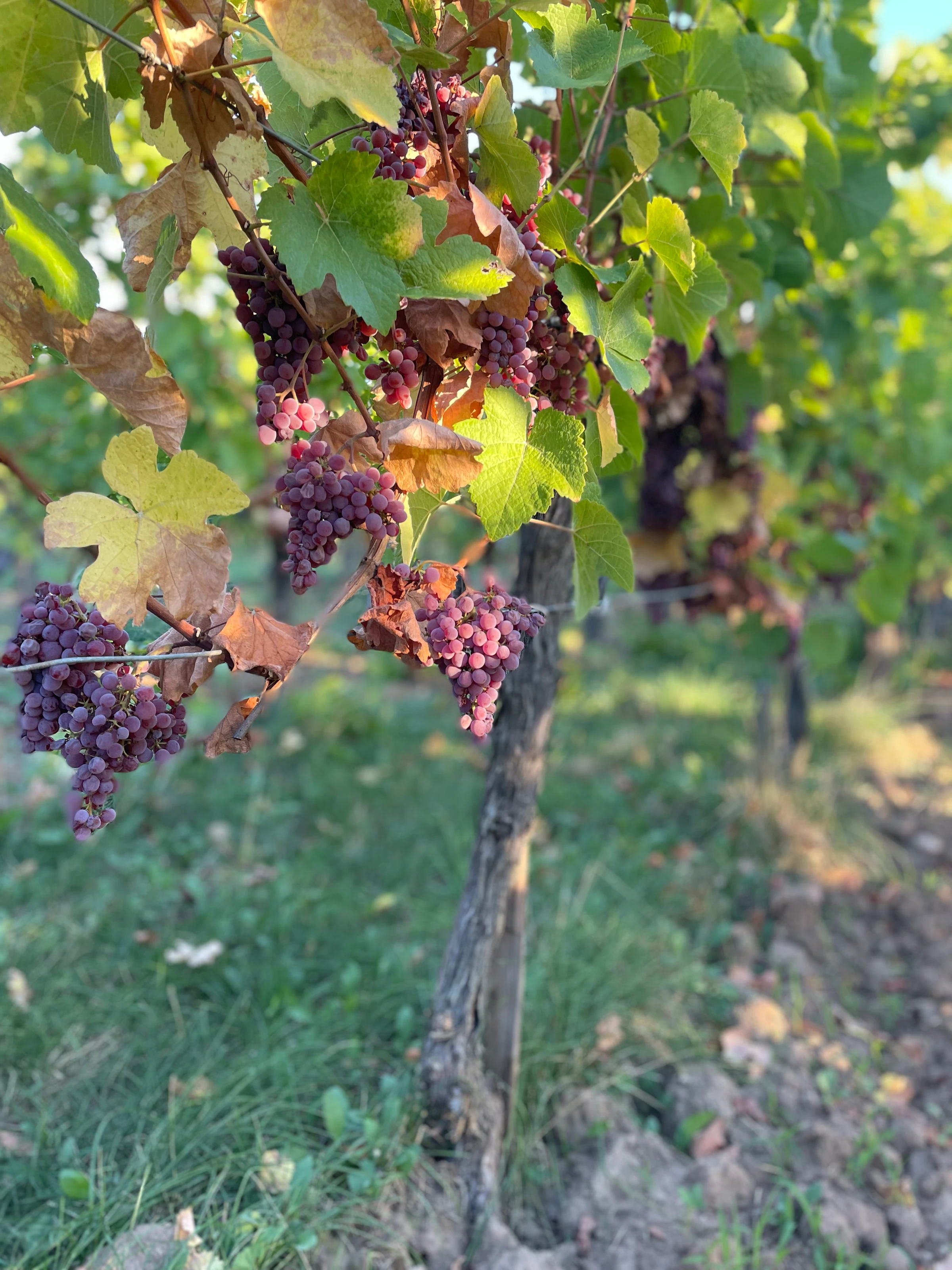 Ripe pink grapes on the vine, just before the harvest