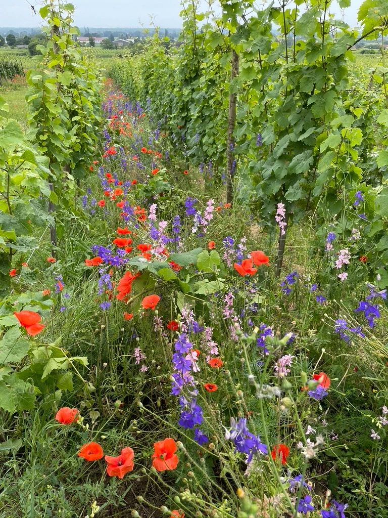 Poppies and wild flowers between the rows.
