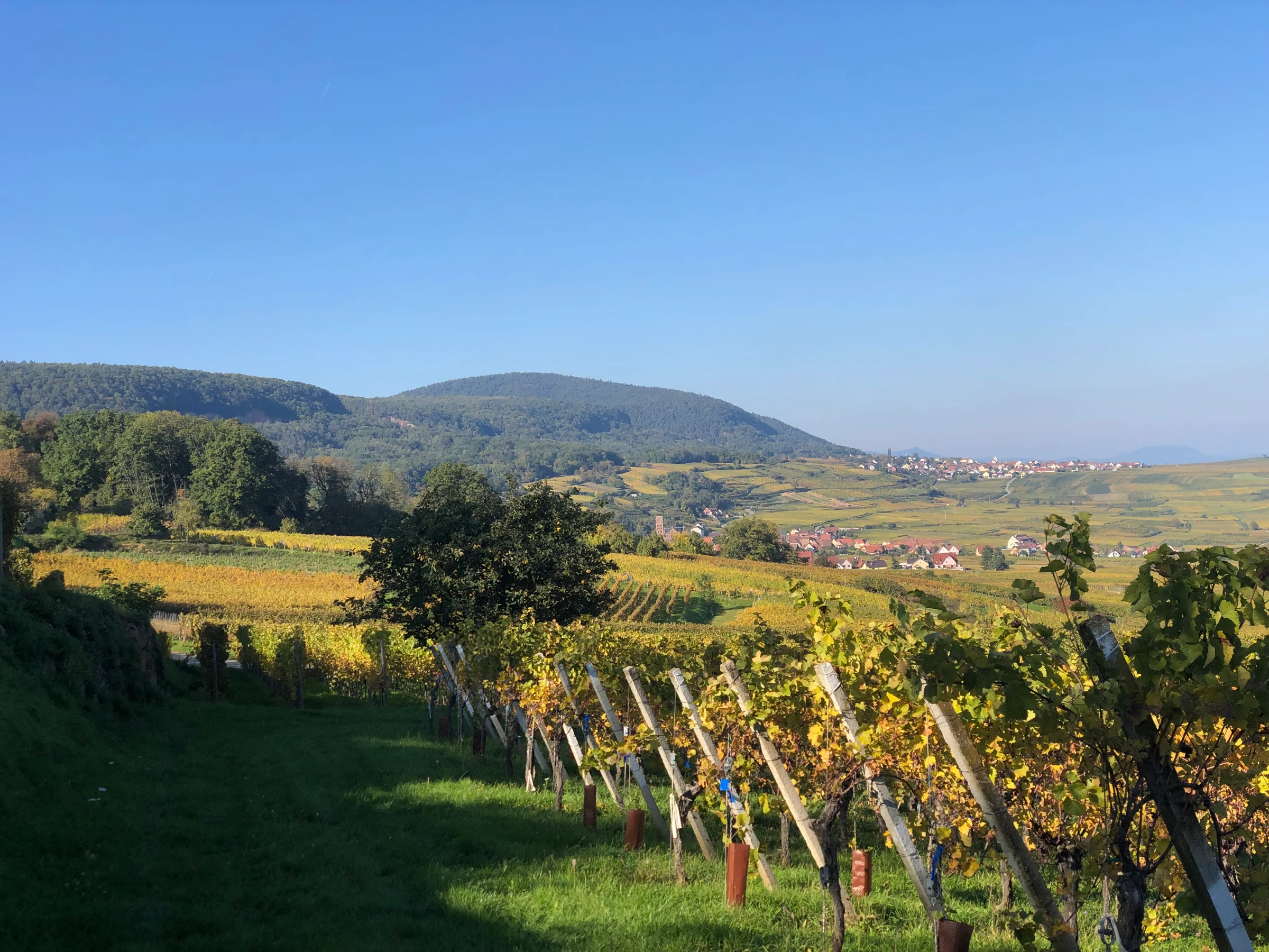 Autumn vines below the wooded hills, the village in the distance
